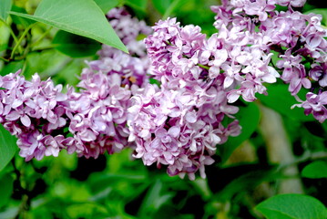 Light purple lilac flowers close up