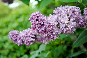 Obraz premium Light purple lilac flowers close up