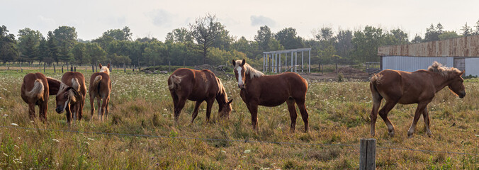 Horses grazing with one alert watching on guard for the others