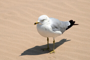 seagull on the beach