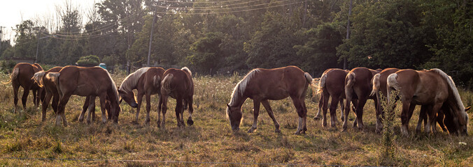 Horses grazing in pasture, early morning