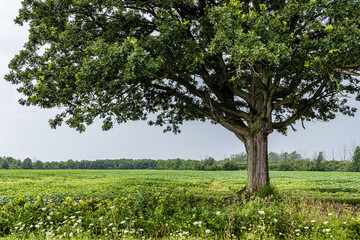Fototapeta na wymiar Single tree with meadow and trees on horizon. Right of centre