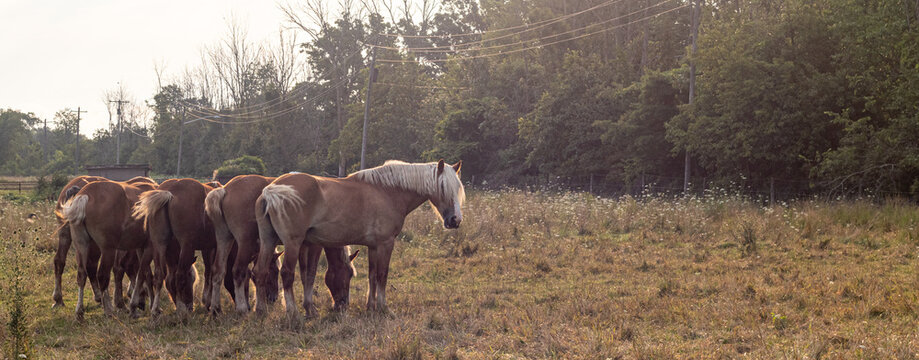 Horses from rear with one staring into camera.