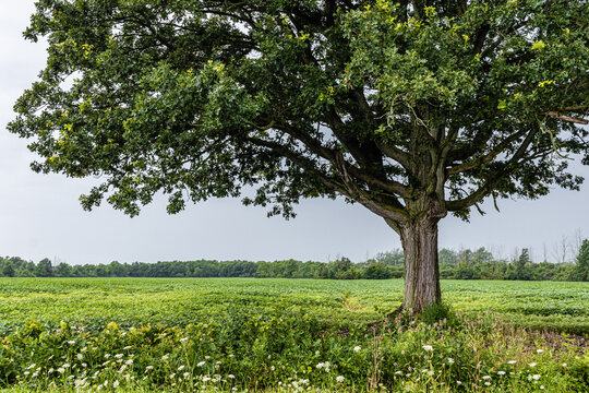 Single tree with meadow and trees on horizon. Right of centre