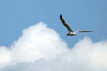 seagull in flight