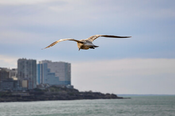 Fototapeta na wymiar seagull flying over the city