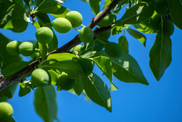 green apples on a tree