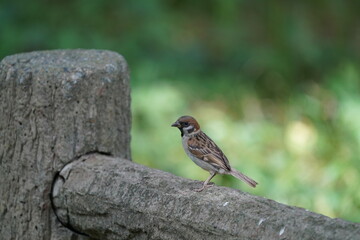 sparrow in the forest