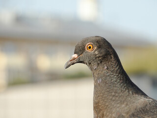 Urban pigeon close up on blurred background