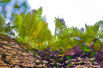 Resurrection ferns growing on oak trees.