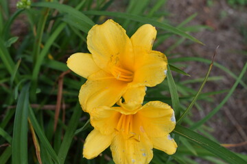 yellow daffodils in spring