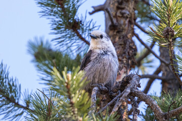 grey or gray jay perched on a branch on a sunny day in central idaho