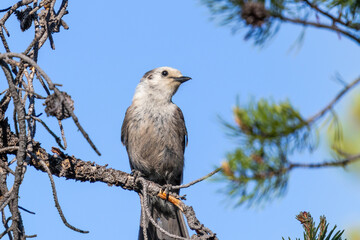 gray or grey jay perched on a branch in central idaho