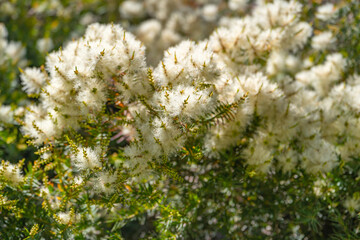 Tea tree (Melaleuca alternifolia) close-up.