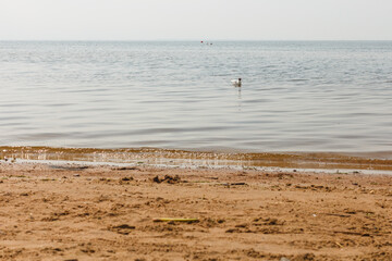 Fototapeta na wymiar Seagull swimming at Baltic Sea shore near Saint Petersburg, Russia. Waves