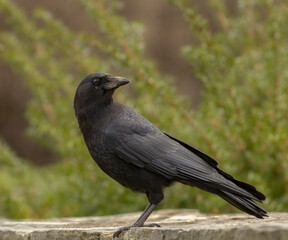 crow on the ground