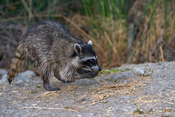 Raccoon holds food in its paws and eats.