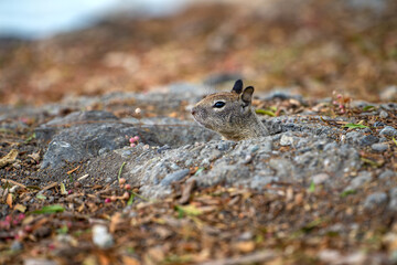 California Ground Squirrel (Spermophilus beecheyi) looks out of its burrow, Fremont Central Park 