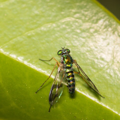 green long legged fly on a leaf