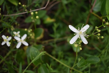 white flower in the forest