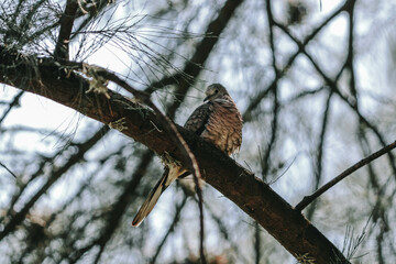 Pájaro en árbol