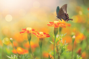 Butterfly sitting on Marigold flower with bokeh background. beautiful insect in the natural habitat
