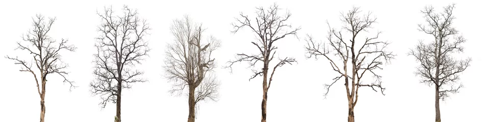 Tuinposter dead trees or dry tree collection isolated on white background. © AungMyo