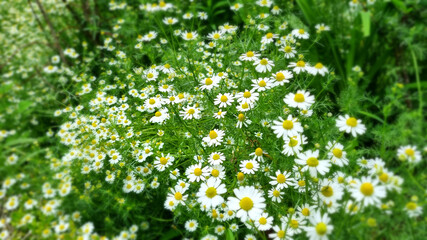 meadow with daisies © kim