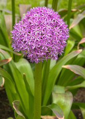 close up of a hyacinth