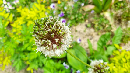 dandelions in the grass