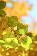 abstract autumn fall background leaves yellow nature october wallpaper seasonal