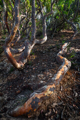 nicely shaped trees in the forest