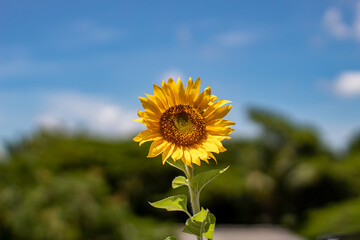 sunflower against blue sky