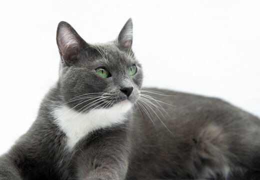 Gata gris posando acostada en fondo blanco gatita mascota mirando atentamente close up