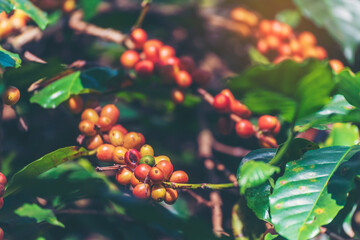 Ripe Red coffee bean berry plant fresh seed coffee tree growth in green eco organic farm. Close up red ripe seed robusta arabica berries harvest for  coffee garden. Fresh coffee bean green leaf bush