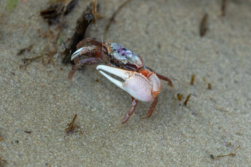 Fiddler Crab Standing in the sand