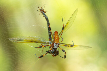 Golden Orbweaver Catching a Dragonfly in Web