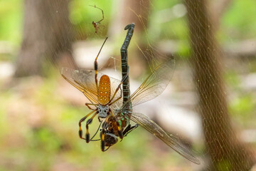 Golden Orbweaver Catching a Dragonfly in Web