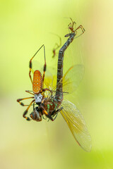 Golden Orbweaver Catching a Dragonfly in Web
