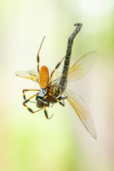 Golden Orbweaver Catching a Dragonfly in Web