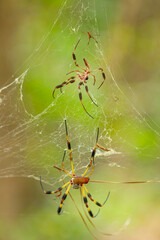 Golden Orbweaver Resting on Web With Baby