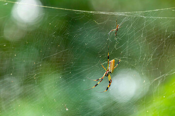 Golden Orbweaver Resting on Web With Baby