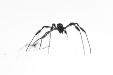 Abstract Spider Golden Orbweaver Black and White
