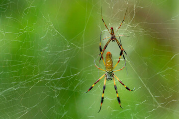 Golden Orbweaver Resting on Web With Baby