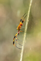 Golden Orbweaver With Baby Low Profile Angle