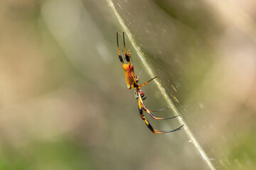 Golden Orbweaver With Baby Low Profile Angle