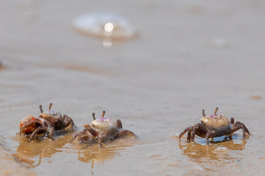 Group of Fiddler Crabs Walking into Water