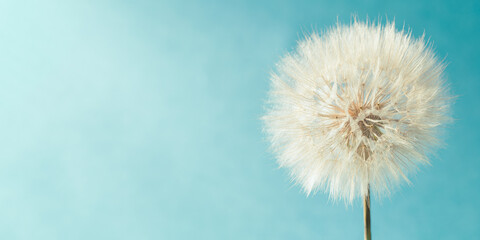 White fluffy dandelion in sunlight on light turquoise background. Blooming flower close up.