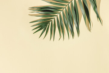 Natural green palm leaf with sun shade on light yellow. Summer minimal concept, beautiful daylight