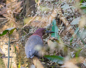 Red Hocó; Tiger Heron